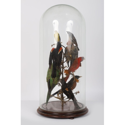 189 - TAXIDERMY: GROUP OF EXOTIC BIRDS