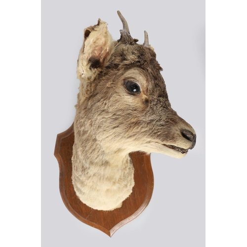 336 - TAXIDERMY: ROE DEER