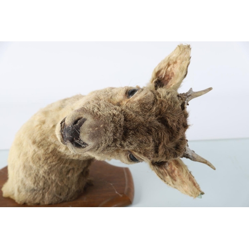 336 - TAXIDERMY: ROE DEER