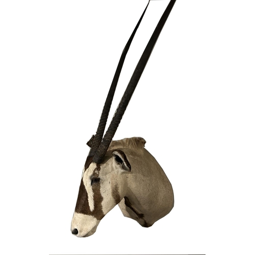 396 - TAXIDERMY: GEMSBOK HEAD & SHOULDERS