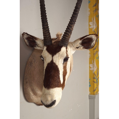 396 - TAXIDERMY: GEMSBOK HEAD & SHOULDERS