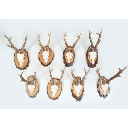 402 - TAXIDERMY: 8 PAIRS OF ANTLERS