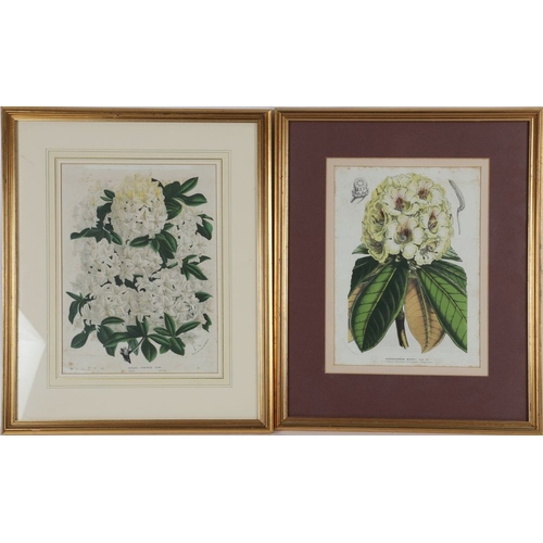 163 - 7 LATE 18/19TH-CENTURY COLOURED BOTANICAL PRINTS