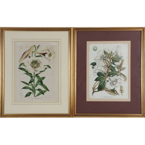 163 - 7 LATE 18/19TH-CENTURY COLOURED BOTANICAL PRINTS