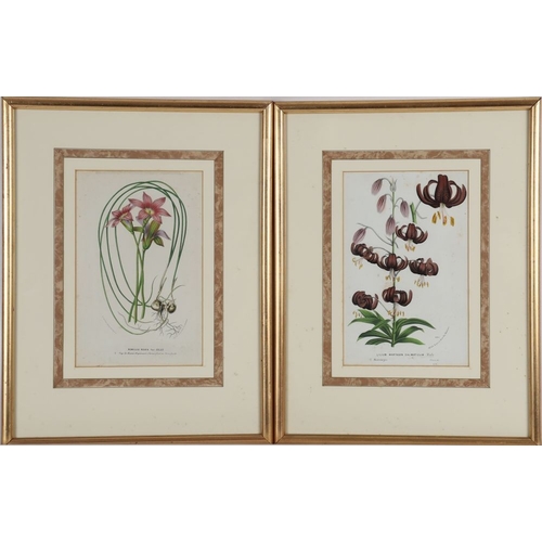 163 - 7 LATE 18/19TH-CENTURY COLOURED BOTANICAL PRINTS