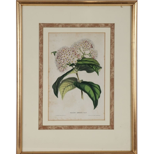 163 - 7 LATE 18/19TH-CENTURY COLOURED BOTANICAL PRINTS