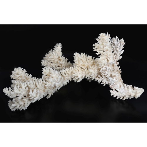 64 - SPECIMEN STAGHORN CORAL BRANCH