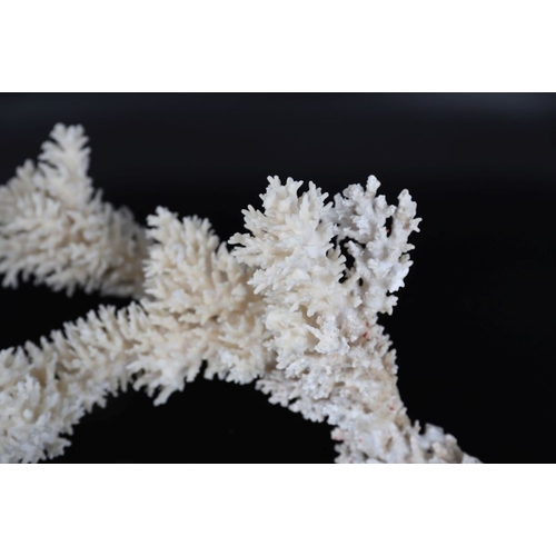 64 - SPECIMEN STAGHORN CORAL BRANCH