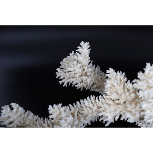 64 - SPECIMEN STAGHORN CORAL BRANCH