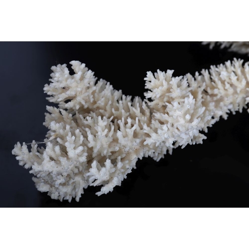 64 - SPECIMEN STAGHORN CORAL BRANCH