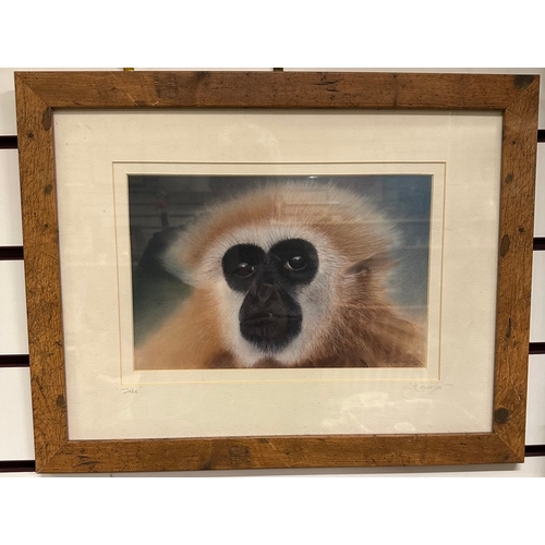 416 - monkey picture in modern frame. Collection preferred as glass may be broken by handling which is out... 