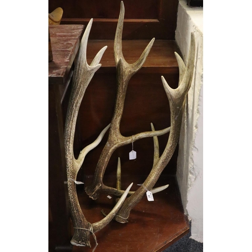 87 - Pair of antlers, and another. (3)
(B.P. 21% + VAT)