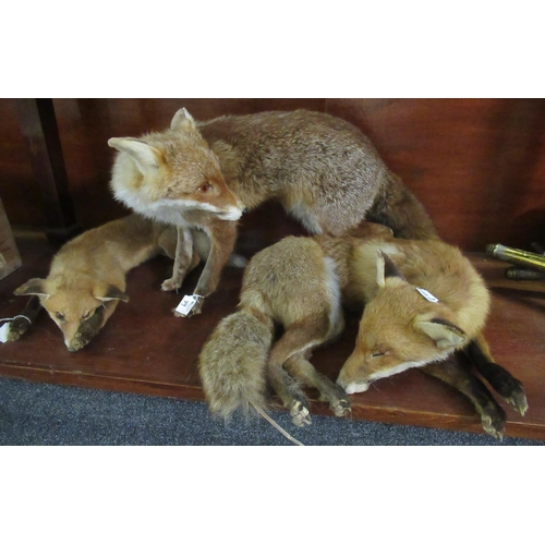 79 - Three specimen foxes, uncased. 
(B.P. 21% + VAT)