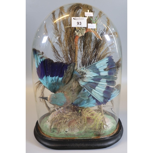 93 - Taxidermy - cased specimen study of an exotic multi-coloured bird amongst foliage in glass dome on e... 