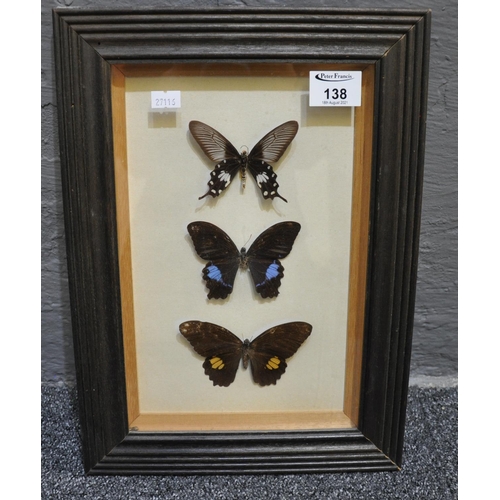 138 - Three specimen butterflies mounted in a glazed frame.
(B.P. 21% + VAT)