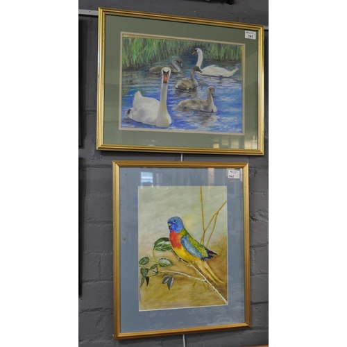 141 - M.D.R, ornithological studies to include; swans with cygnets and parrot, watercolours, signed and da... 
