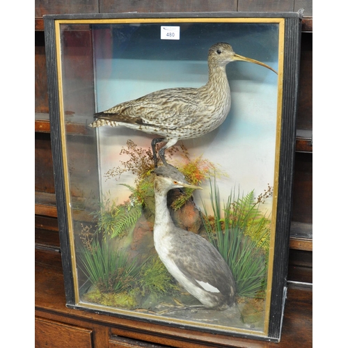 480 - Taxidermy - cased specimen study of a Curlew on rockwork with Grebe amongst foliage, by Hutchings of... 