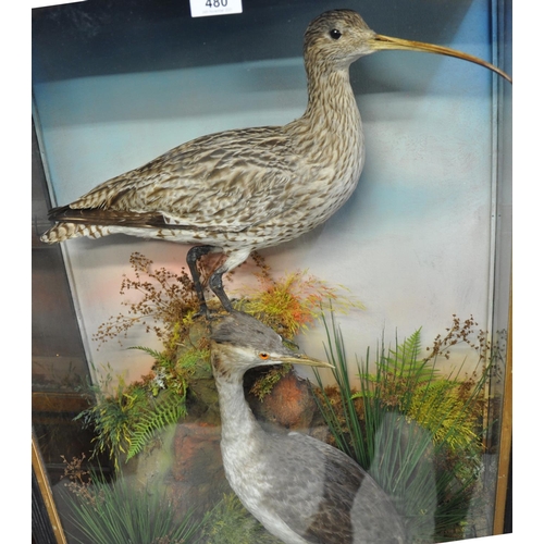 480 - Taxidermy - cased specimen study of a Curlew on rockwork with Grebe amongst foliage, by Hutchings of... 