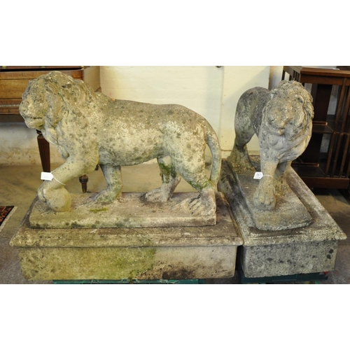 490 - Handed pair of weathered composition stone garden male lions on separate plinth bases, their front p... 