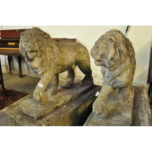 490 - Handed pair of weathered composition stone garden male lions on separate plinth bases, their front p... 