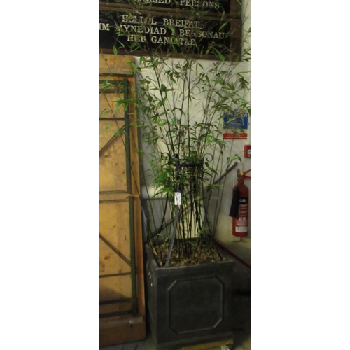 544 - Large square garden planter with supporting frame containing black bamboo plant.
(B.P. 21% + VAT)