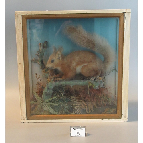 78 - Taxidermy ; cased specimen Red Squirrel holding a nut in its mouth, standing on a branch amongst fol... 