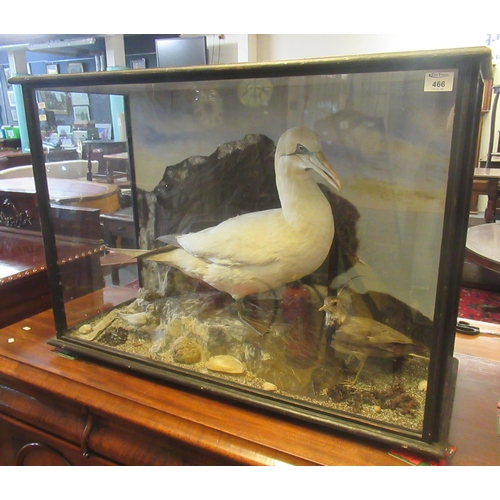 466 - Taxidermy - Late 19th/20th century cased specimen gannet on rockwork, together with lapwing and anot... 