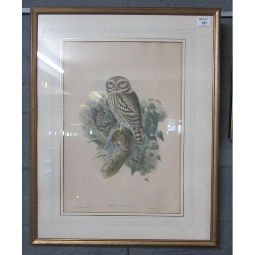 133 - After Woolfe and Richter, ornithological study of a family of owls, coloured lithograph.  51cm x 36c... 