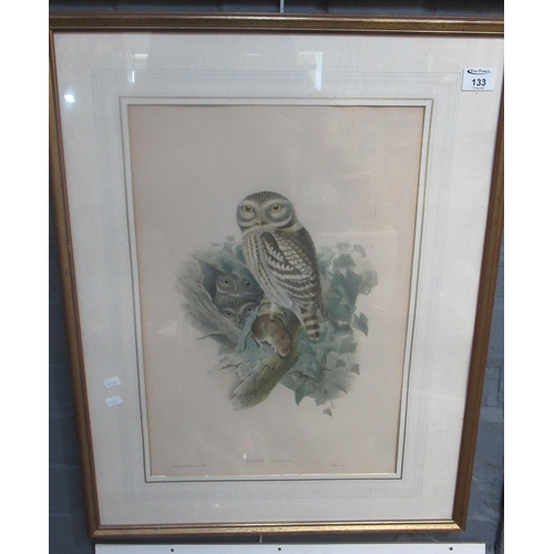 133 - After Woolfe and Richter, ornithological study of a family of owls, coloured lithograph.  51cm x 36c... 
