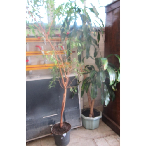 510 - Two large indoor house plants in plastic pots and soil. (2)
(B.P. 21% + VAT)