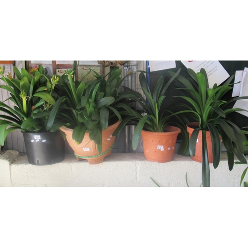 513 - Collection of 4 indoor house plants in plastic pots and soil.  (4)     (B.P. 21% + VAT)