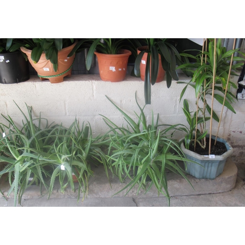 514 - 3 Aloe Vera indoor house plants in pots and soil, together with another indoor house plant in pot an... 