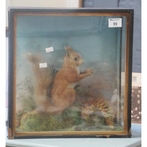 99 - Taxidermy. Early 20th century cased red squirrel amongst foliage, probably Hutchins, Aberystwyth. Th... 