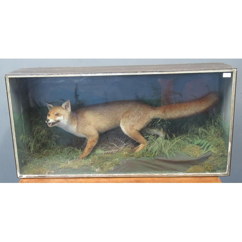 199 - Taxidermy - cased specimen fox on naturalistic base with foliage and ferns. Probably by Jefferies of... 