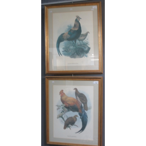 144 - Two large ornithological prints.  52x39cm approx.  Framed and glazed (2)   (B.P. 21% + VAT)