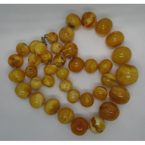 380 - A string of amber beads. Of 39 graduated beads knotted between each with a base metal clasp.  Approx... 