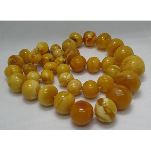 380 - A string of amber beads. Of 39 graduated beads knotted between each with a base metal clasp.  Approx... 