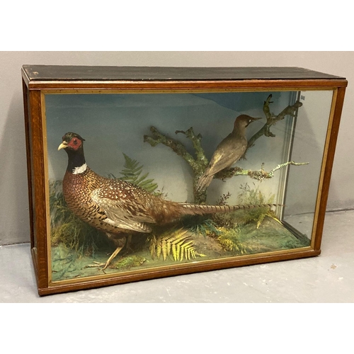 62 - Taxidermy cased specimen cock pheasant together with green woodpecker (Phasianus Colchicus and Picus... 