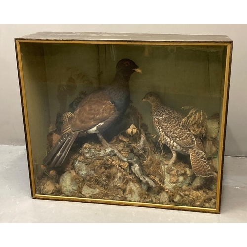 63 - Taxidermy-cased specimen brace/pair of Capercaillie (Tetrao Urogallus), male and female, probably by... 