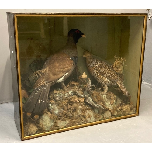 63 - Taxidermy-cased specimen brace/pair of Capercaillie (Tetrao Urogallus), male and female, probably by... 