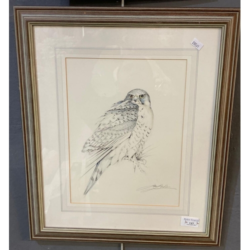 143 - Ian Bowles, peregrine falcon, signed, pencil sketch. 30 x 23cm approx. Washline mount framed.
(B.P. ... 