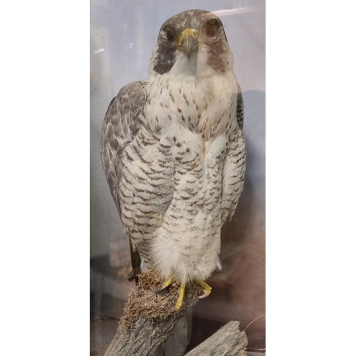 70 - Taxidermy-Roland Ward, a cased specimen peregrine falcon (Falco Peregrines) perched upon a rocky stu... 