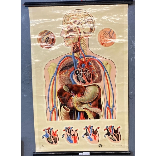 169 - Educational anatomical wall hanging after J Teck, marked for St John Ambulance Association, London.
... 