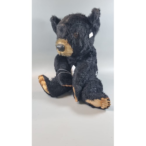 113 - A vintage black Teddy Bear with composition nose and glass eyes, plastic pads.   43cm high approx.  ...