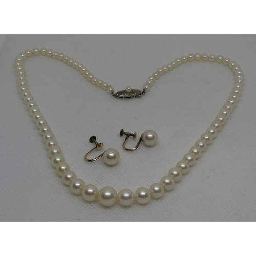 319 - A graduated cultured pearl necklace with pearl set clasp.  Length 15 inches.  Together with a pair o... 