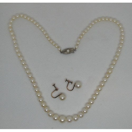 319 - A graduated cultured pearl necklace with pearl set clasp.  Length 15 inches.  Together with a pair o... 