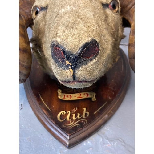 422 - Taxidermy, unusual British colonial rams head with magnificent double twist horns, mounted on a shie... 