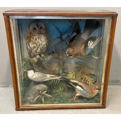 424 - Taxidermy, cased specimen group of British birds, to include: Tawny Owl, two Jays and a little Tern,... 