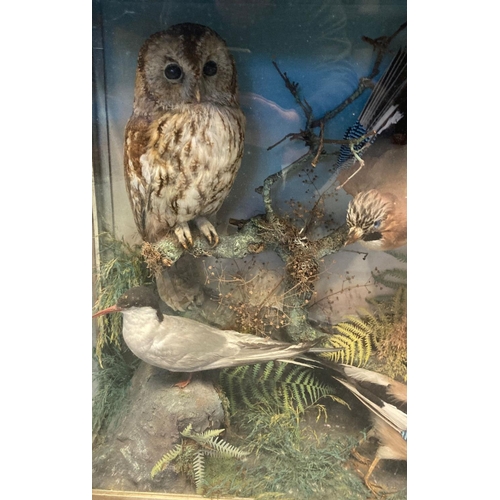 424 - Taxidermy, cased specimen group of British birds, to include: Tawny Owl, two Jays and a little Tern,... 