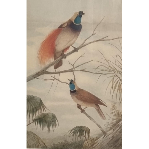 95 - Neville Henry Peniston Cayley (Australian 1853-1903), a pair of Birds of Paradise perching above for... 